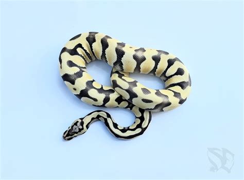 Image result for Enchi Ghost Ball Python