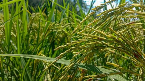 Kharif crops seed treatment guide for maize bajra to prevent seed born ...
