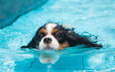 Dogs Swim Lessons 的图像结果