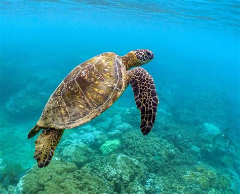 Image result for Turtle Programming Tutorial