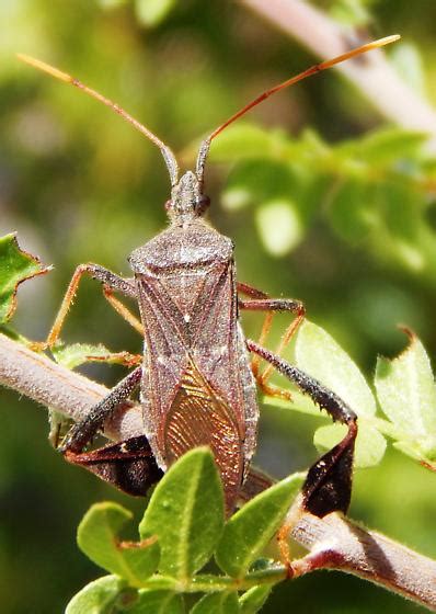 Image result for Bug Exploding