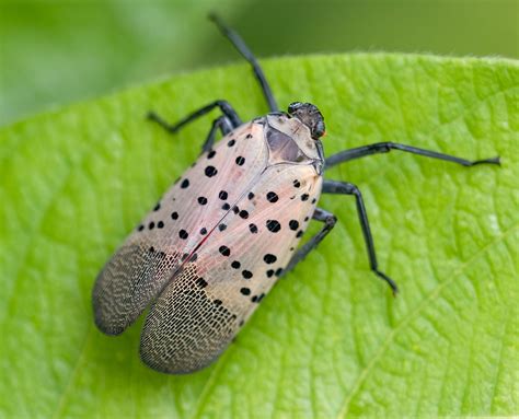 Spotted Lantern Fly Stages - Township of Florence
