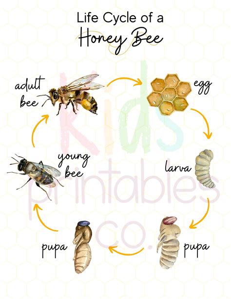 Honeybee: Classification, Morphology, Types, And Lifecycle – XNCUC