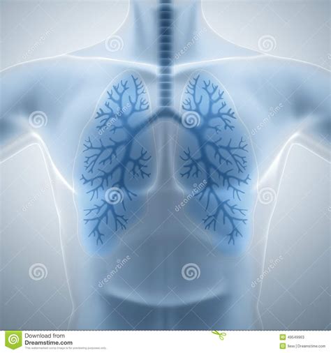 干净和健康肺 库存例证. 插画 包括有 内部, 气管, 蓝色, 传记, 爱好健美者, 图象, 光芒, 科学 - 49549963