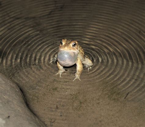 Image result for Toad Croaking Sound