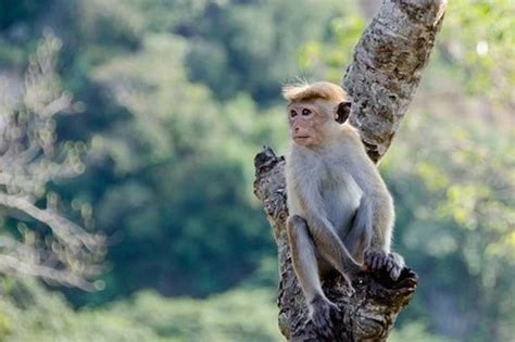 1980年属猴的是木命还是金命，一生命运如何 -属猴-生肖网