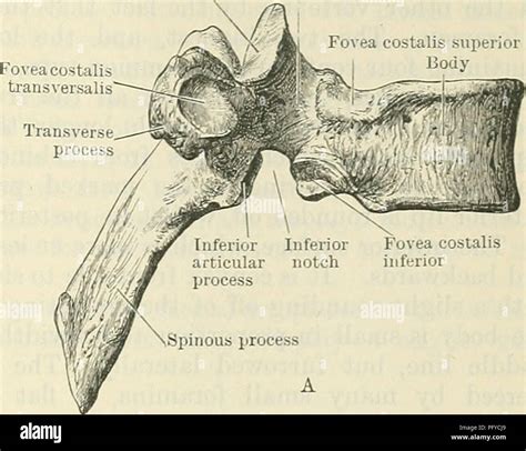 Inferior Articular Process