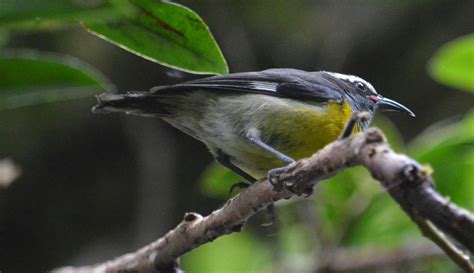 Wildlife In Puerto Rico