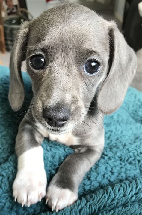Isabella Dachshund