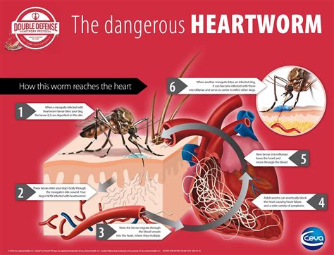 Heart Worms Heartworm Infographics American Heartworm Society
