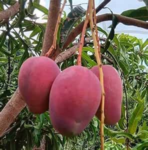 Green Galaxy Miyazaki (Japanese) Mango Plant-Grafted Variant Fruit ...