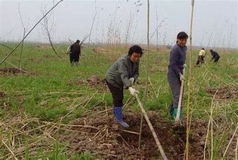 “退林还耕”正在展开，耕地上种的树要全部砍掉吗？有三条政策需明白 _www.isenlin.cn