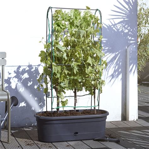 Buy Vegetable planter with support frame and trellis - black: Delivery ...
