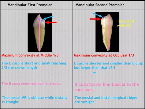 Permanent Mandibular First Premolar and Differences between First and Second Premolar | PPTX