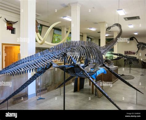 Museum of Geology, South Dakota School of Mines & Technology, Rapid ...