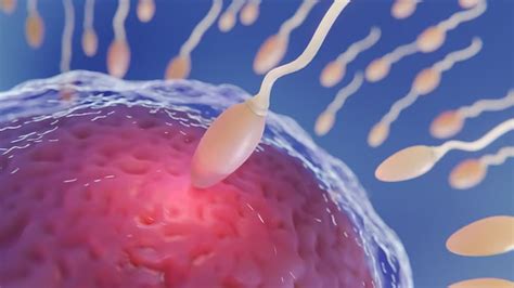 What Are The Symptoms That Indicate Fertilization, When Sperm Meets The Egg? – NutritionFact.in
