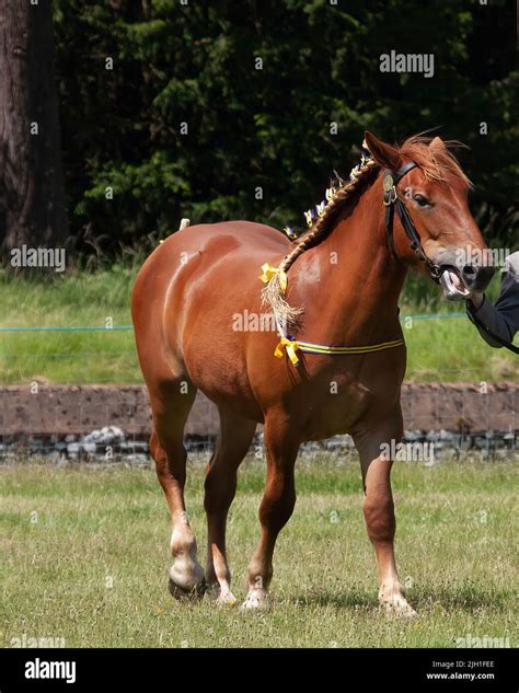 Suffolk punch horse hi-res stock photography and images - Alamy