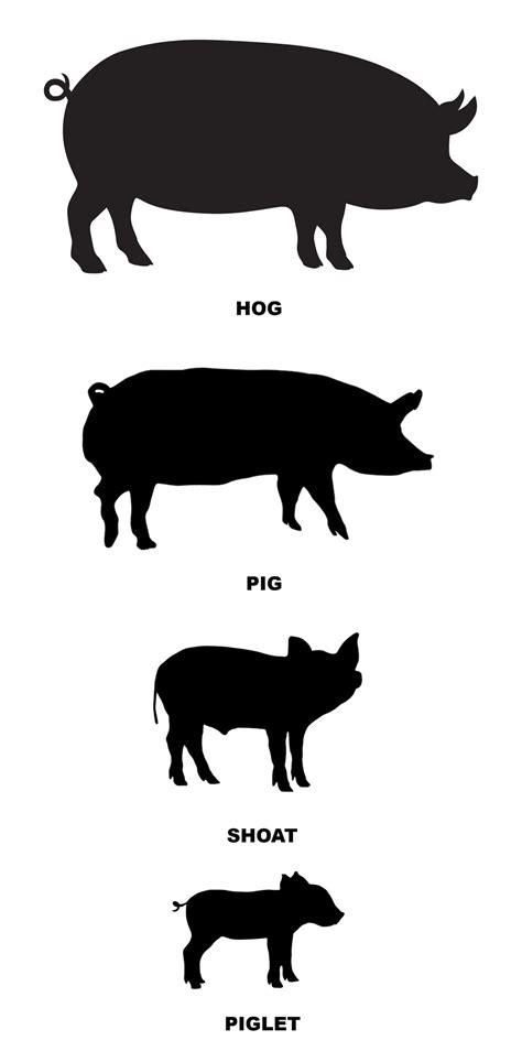 Pigs vs Hogs: Is There a Difference? | Field & Stream