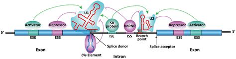 RNA-Targeting Splicing Modifiers: Drug Development and Screening Assays