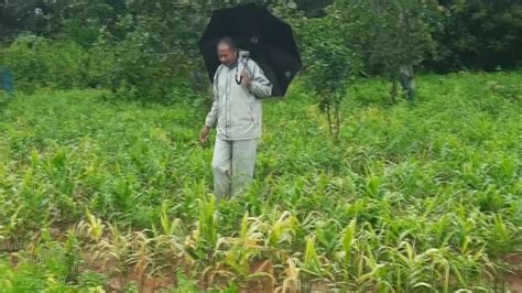 Low pressure-induced rain hits ginger cultivation in Koraput, farmers ...