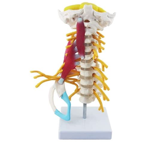 Sgshqq Human Cervical Spine Model Cervical Vertebrae Model Neck Muscle | Desertcart UNITED STATES
