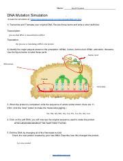 DNA Simulation Worksheet 的图像结果