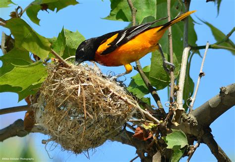 Baltimore Oriole Nest with Feeding Scene