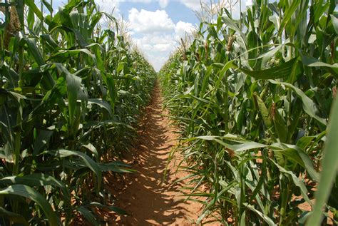 Zimbabwe’s Maize Production Is Recovering, But Import Needs Remain ...