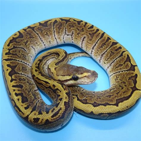 Image result for Enchi Pinstripe Ball Python