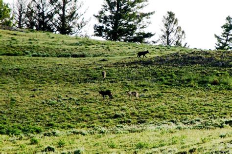 Image result for Gray Wolves Yellowstone
