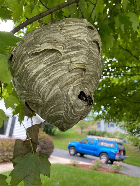 Hornet Vs Wasp Nest