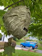 Image result for Wasp Nest On Window