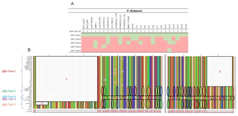 In Silico Study of Cell Surface Structures of Parabacteroides ...