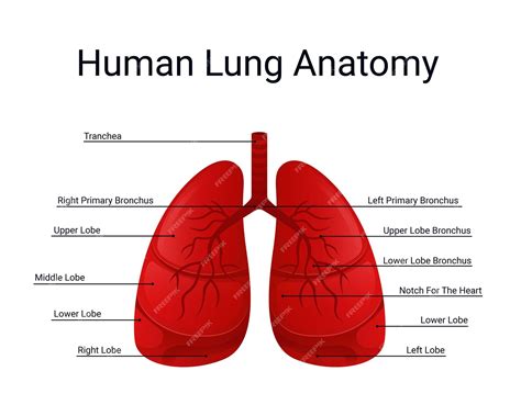 Lung Anatomy Diagram