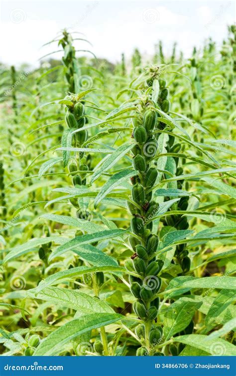 Sesame seed crops stock photo. Image of agriculture, fruit - 34866706