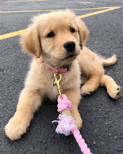 Golden Retriever Adoption
