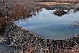 Image result for beaver dams