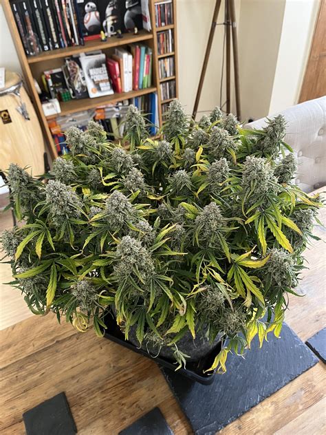 RQS - Northern Light Auto. It’s chop day finally! I stop watering the plant and wait for it to ...