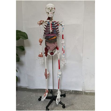 Buy Life-Size Anatomical Human Skeleton Model, Muscular Painted, With ...