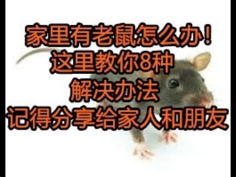 家里有一堆老鼠该如何处理，请问家里有一只老鼠怎么办？ - 综合百科 - 绿润百科
