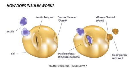 Image result for Insulin Management Algorithm