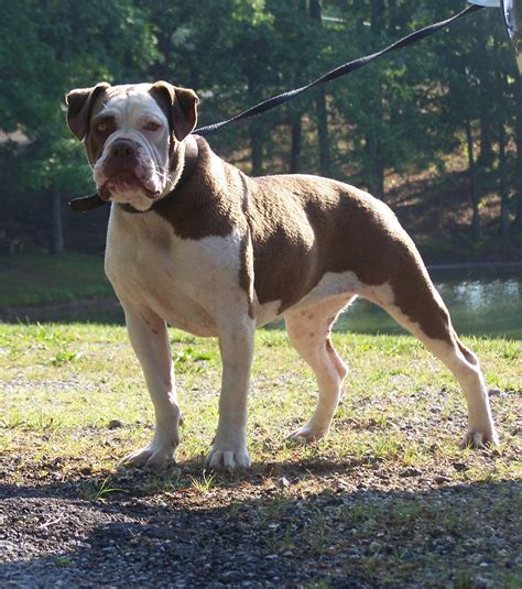 Bulldog Alapaha Alapaha Blue Blood Bulldog Breeders | Alapaha Bulldog