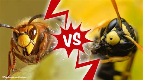Hornet vs. Wasp in 2024 | Wasp stings relief, Wasp stings, Wasp