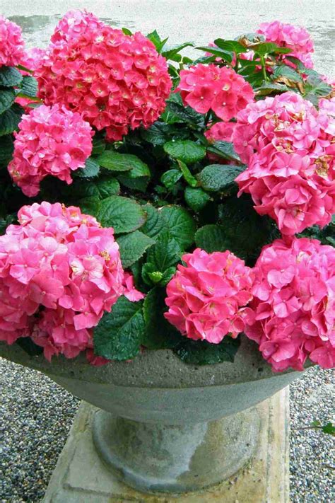 How to Grow Hydrangeas - Beginner's Guide - Hydrangea Love