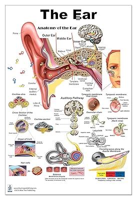 Blue Tree Publishing The Ear Poster 24x36inch, India | Ubuy