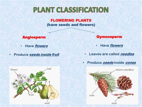 Plant Classifications Explained 的图像结果