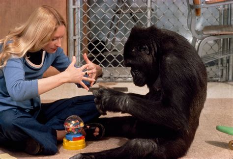 Why Koko the Gorilla, Who Mastered Sign Language, Mattered | National ...