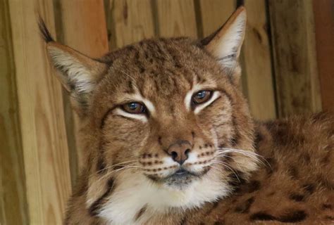 Carpathian Lynx (Lynx lynx carpathicus) - ZooChat