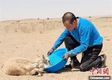 中蒙边境上演跨物种友谊：口渴的蒙古黄羊和热心牧民_腾讯新闻