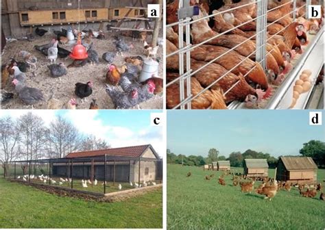 Different types of poultry farming systems: (a) intensive: deep litter ...